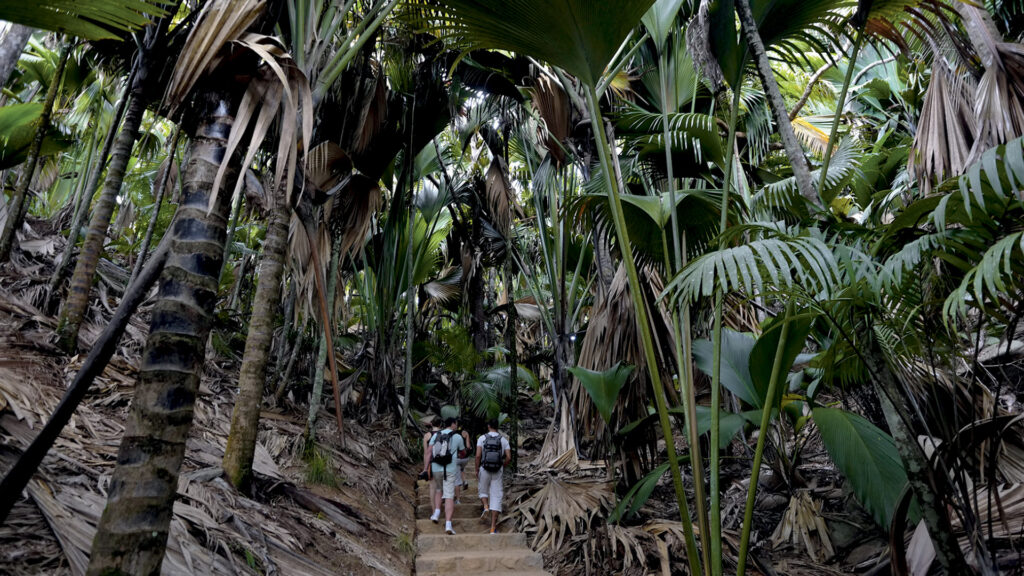 Hikers walking through the Vallée de Mai Nature Reserve