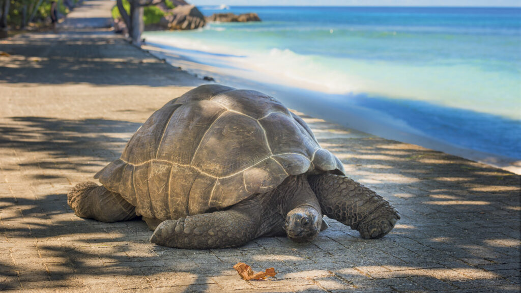 The Aldabra giant tortoise.