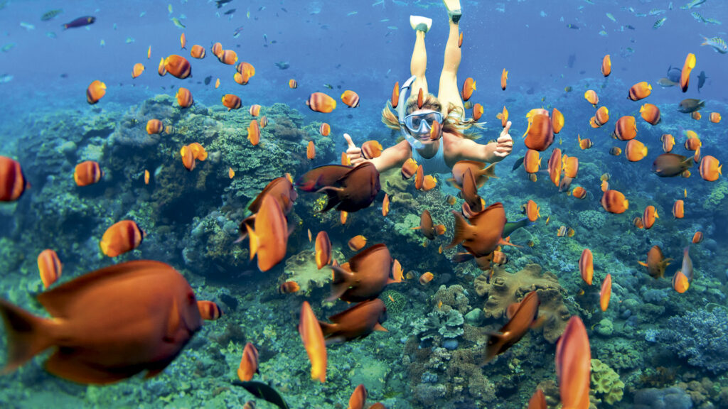 A snorkeller experiences vividly colourful marine life at W Maldives