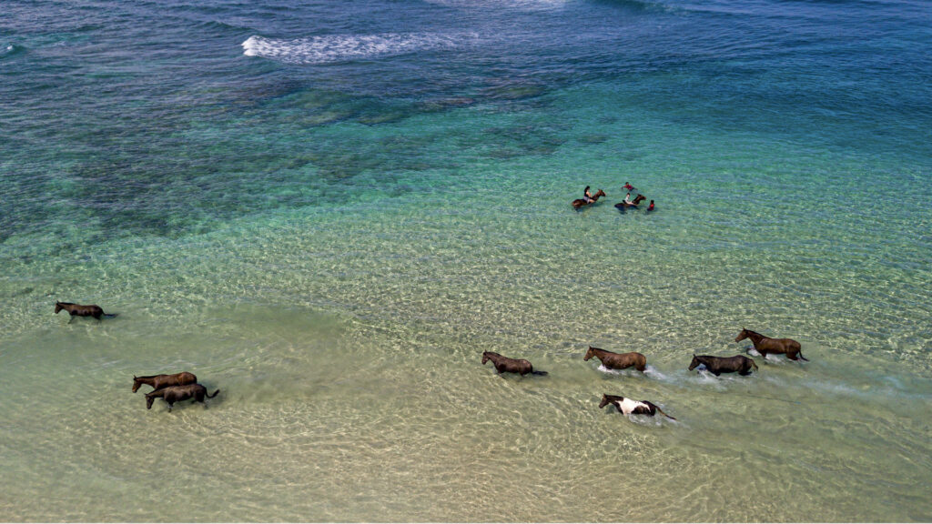 Azure-blue waters make the perfect backdrop for a session of swimming with the horses at NIHI Sumba, Indonesia